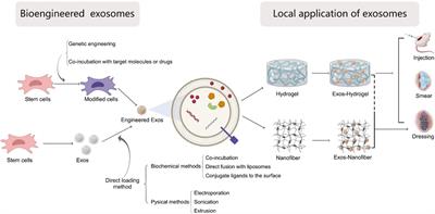 Therapeutic application of mesenchymal stem cell-derived exosomes in skin wound healing